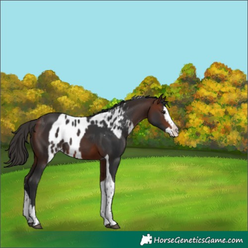 Horse Color:Bay Splash Tobiano Skewed Appaloosa 