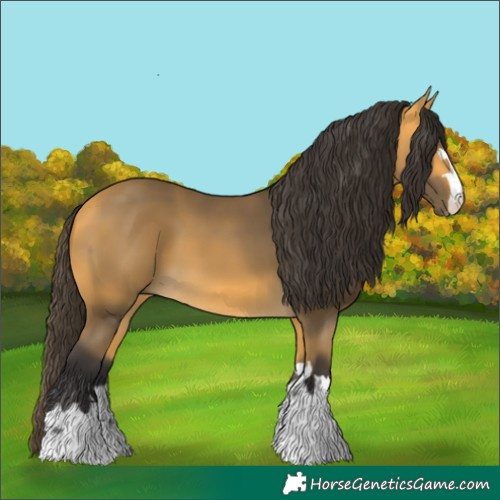 Horse Color:Buckskin