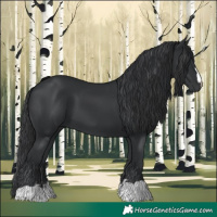 Horse Color:Black 