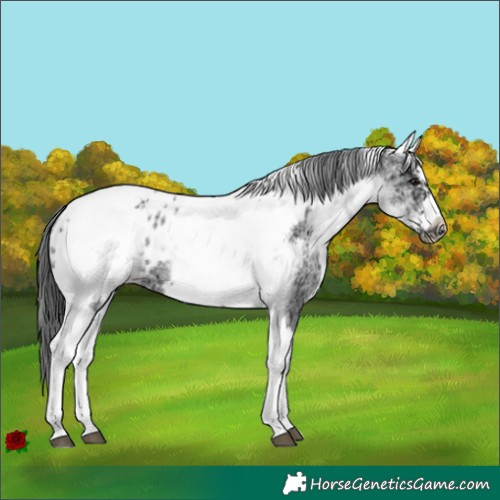 Horse Color:White Spotted Black Splash Tobiano Frame Appaloosa 