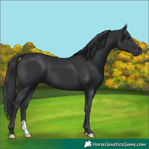 Horse Color:Black 