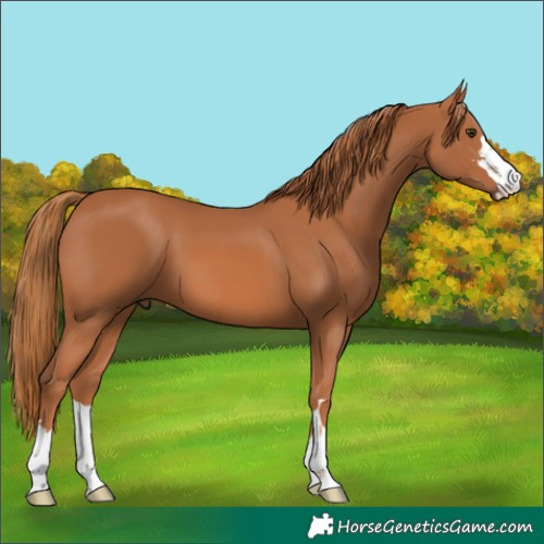 Horse Color:Chestnut 