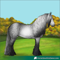 Horse Color:Gray Black 