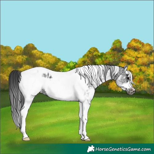 Horse Color:White Spotted Black Splash Tobiano Frame Appaloosa 
