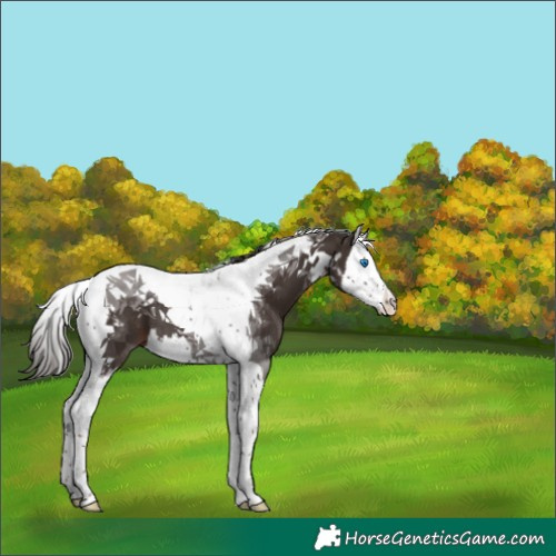 Horse Color:Liver Chestnut Splash Tobiano 