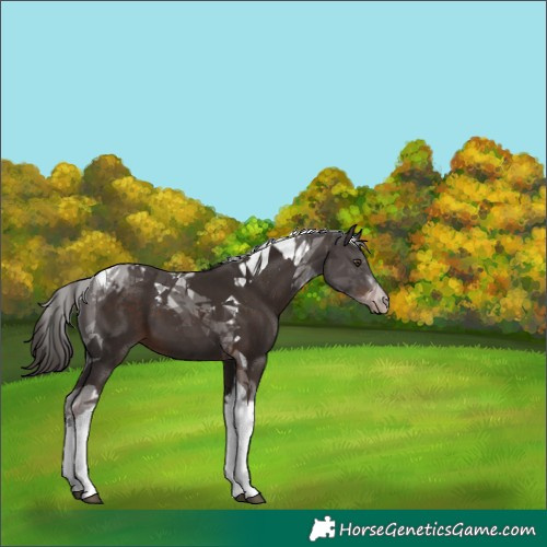Horse Color:Liver Chestnut Tobiano 