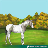 Horse Color:Blue Onyx Chinchilla Ice Tobiano 