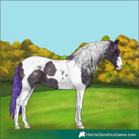 Horse Color:Platinum Watercolor Midnight Grullo Tobiano