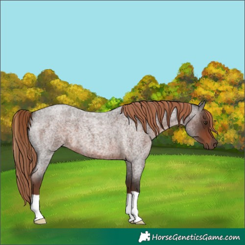 Horse Color:Liver Red Roan