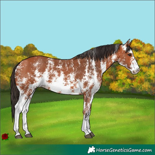 Horse Color:Bay Sabino 