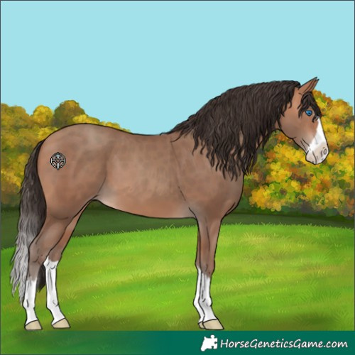 Horse Color:Amber Champagne Splash