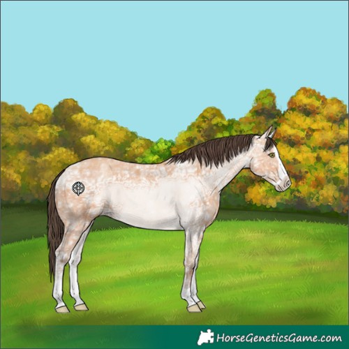 Horse Color:Amber Champagne Ice Splash 