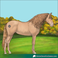 Horse Color:Gold Champagne