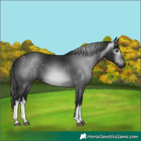 Horse Color:Gray White Spotted Black 