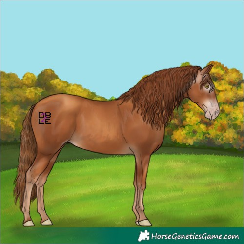 Horse Color:Gray Gold Champagne