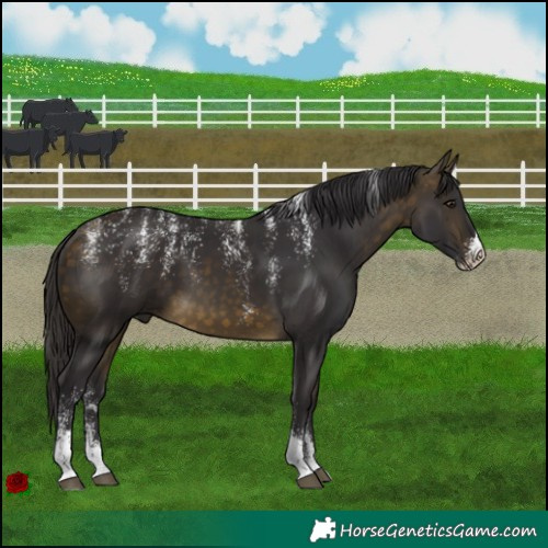 Horse Color:Powder White Buckskin Sabino 