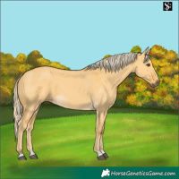 Horse Color:Palomino Dun