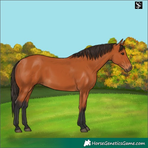Horse Color:Bay 