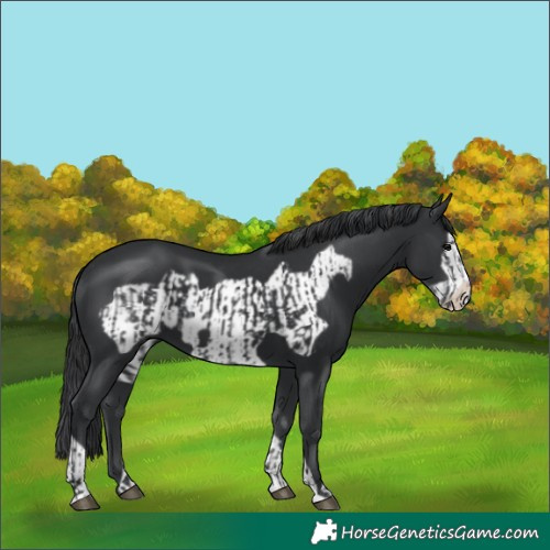 Horse Color:Black  and Black Frame 
