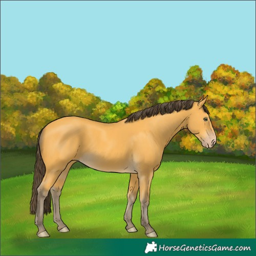 Horse Color:Amber Cream Champagne 