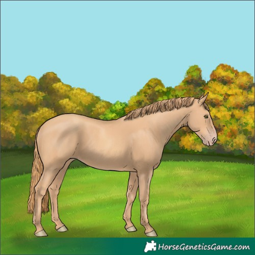 Horse Color:Gold Champagne 