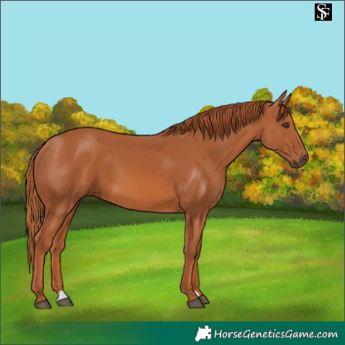 Horse Color:Chestnut 