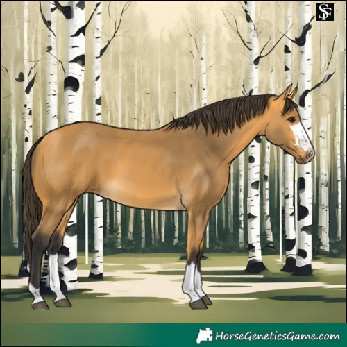 Horse Color:Buckskin