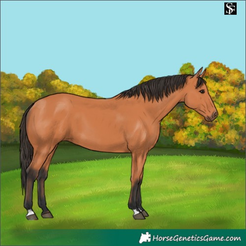 Horse Color:Bay 