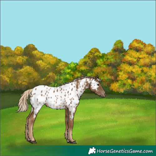 Horse Color:Chocolate Palomino Appaloosa 