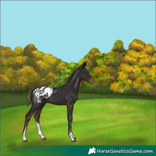 Horse Color:White Spotted Liver Chestnut Appaloosa 