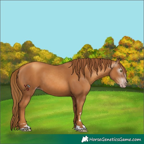 Horse Color:Gray Gold Champagne 