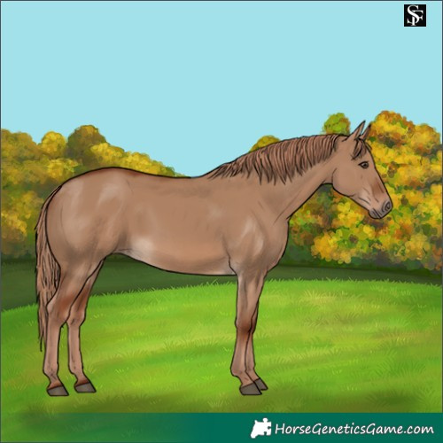 Horse Color:Red Dun 