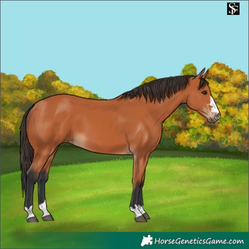 Horse Color:Bay 