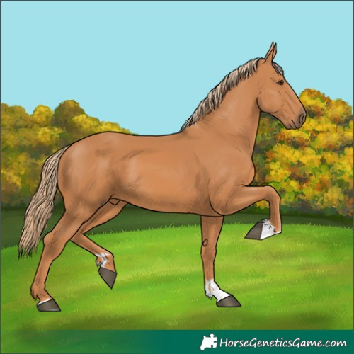 Horse Color:Chestnut 