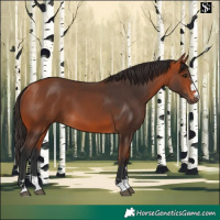 Horse Color:Bay 