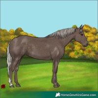 Horse Color:Silver Black Sabino
