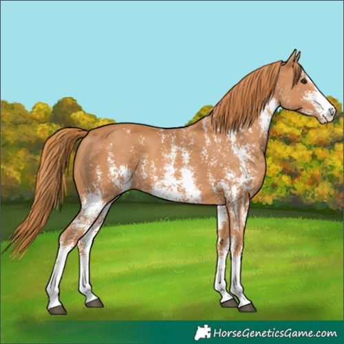Horse Color:Chestnut Sabino