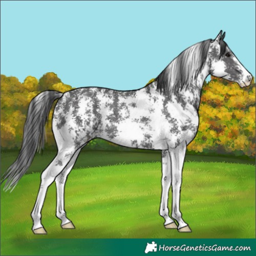 Horse Color:Black Sabino 