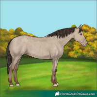 Horse Color:Classic Champagne Dun 