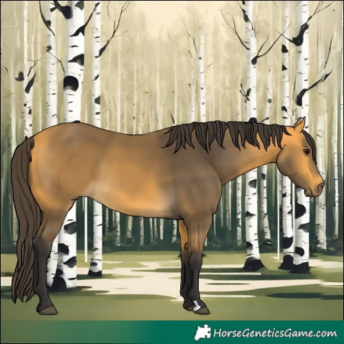 Horse Color:Buckskin 