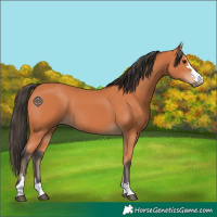 Horse Color:Bay 