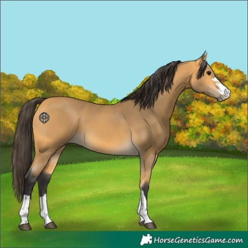 Horse Color:Buckskin 