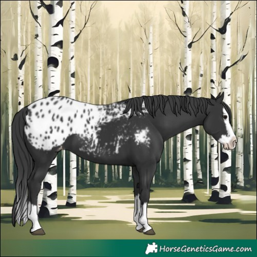 Horse Color:Black Splash Appaloosa 