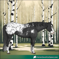 Horse Color:Black Splash Blanket 