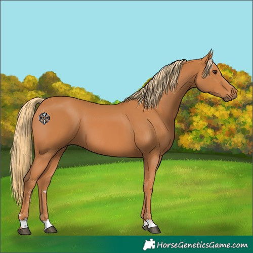 Horse Color:Chestnut 