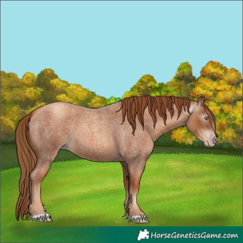 Horse Color:Gray Gold Champagne Roan 