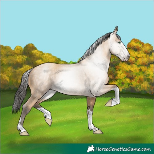 Horse Color:Gray Amber Cream Champagne