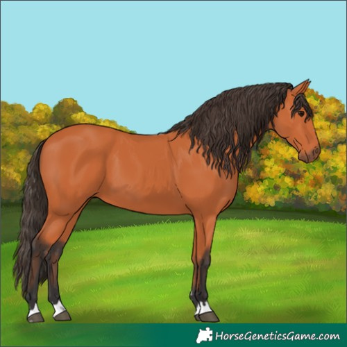 Horse Color:Bay 