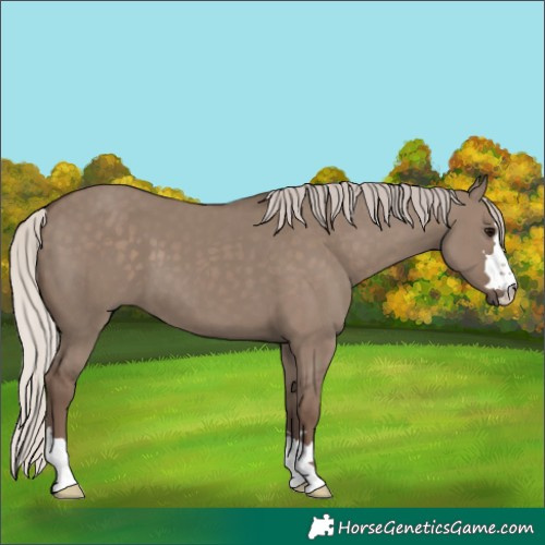 Horse Color:Silver Grullo 