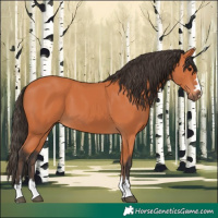 Horse Color:Bay 